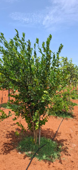 Property for sale in East Coast Road, Pondicherry