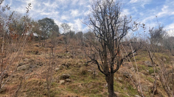 Agricultural/Farm Land for Sale in Raison, Kullu (6 Bigha)