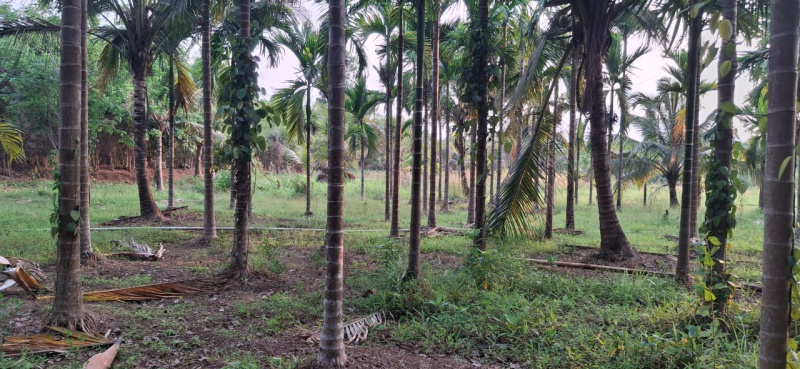 Agricultural/Farm Land For Sale In Sawantwadi, Sindhudurg (2 Acre)