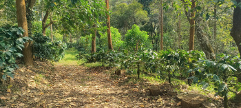 Property for sale in Aldur, Chikmagalur