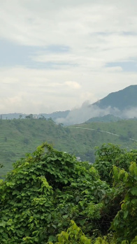 Agricultural/Farm Land for Sale in Neelkanth Road, Rishikesh (56000 Sq.ft.)