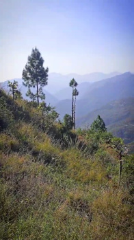 Agricultural/Farm Land for Sale in Shivpuri, Rishikesh (82000 Sq.ft.)