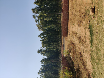 Project raipur green location auli road raipur dehradun