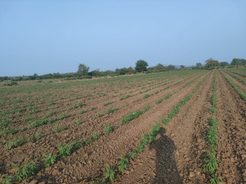 5 Bigha Agricultural/Farm Land For Sale In Waghodia, Vadodara