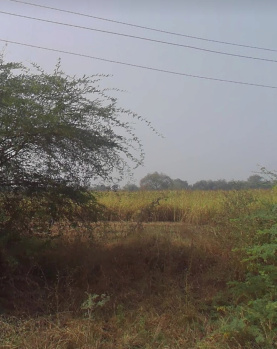 Agricultural/Farm Land for Sale in Bodeli, Vadodara (65 Bigha)