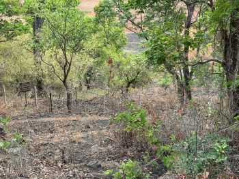 Agricultural/Farm Land for Sale in Mulshi, Pune (30 Guntha)