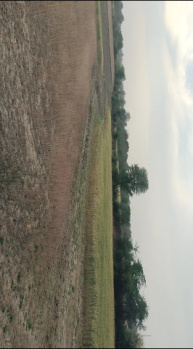 81 Bigha Agricultural/Farm Land for Sale in Keshoraipatan, Bundi