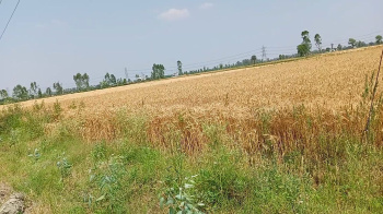 2 Acre Agricultural/Farm Land for Sale in Suar, Rampur