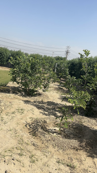 Property for sale in Jasana Village, Faridabad