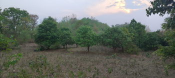 Beautiful 1.42 Acre Farm Land for Sale near Dangaraipada, Bhawanipatna