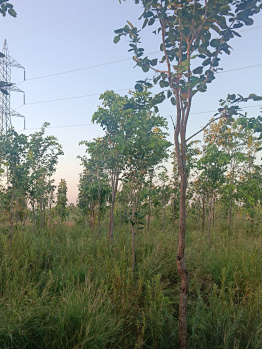 Agricultural/Farm Land for Sale in Moolakaraipatti, Tirunelveli (22 Sq.ft.)