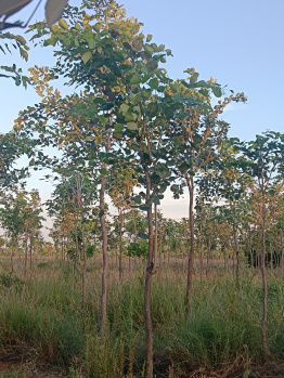 Property for sale in Moolakaraipatti, Tirunelveli