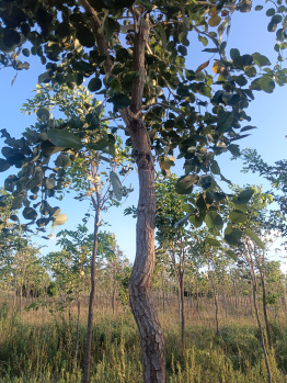 Property for sale in Moolakaraipatti, Tirunelveli