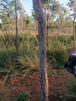 Property for sale in Moolakaraipatti, Tirunelveli