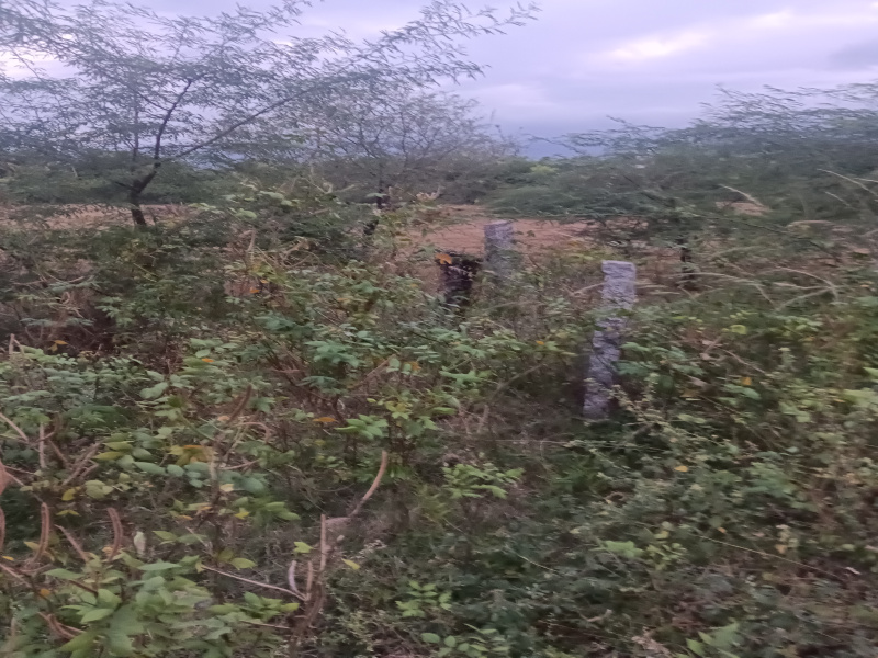 Residential Plot for Sale in Ambasamudram, Tirunelveli (20 Cent)