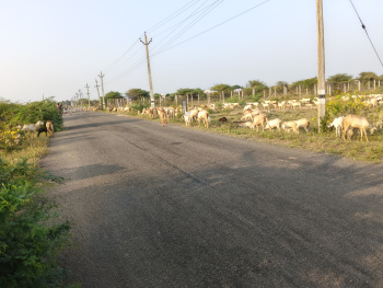 Residential Plot for Sale in Pattamadai, Tirunelveli (3 Cent)