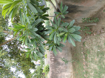 Sector 10 new Moradabad 351 meter plot