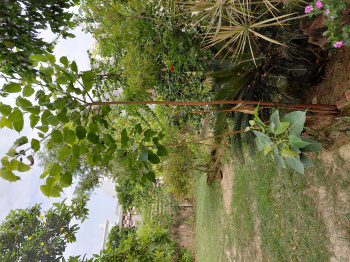Sector 8 new Moradabad near 30 meter Road near 18 meter Road nice location