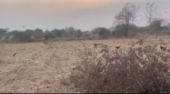 Agricultural/Farm Land for Sale in Songadh, Tapi (5 Bigha)