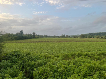 Agricultural/Farm Land for Sale in Songadh, Tapi (8.5 Bigha)