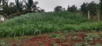Agricultural/Farm Land for Sale in Peedampalli, Coimbatore (60 Cent)