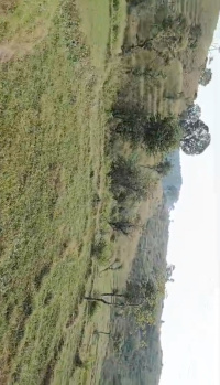 40KARNAL LAND FOR SALE IN PALAMPUR