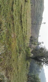 40KARNAL LAND FOR SALE IN PALAMPUR