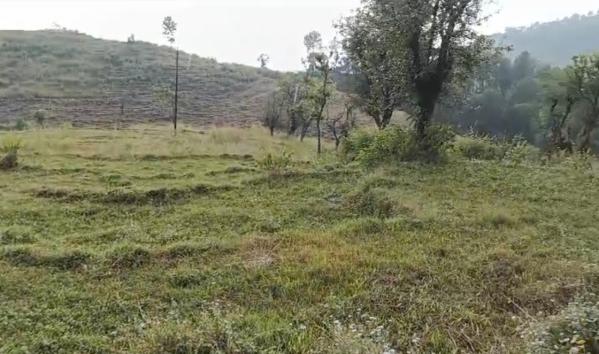 40KARNAL LAND FOR SALE IN PALAMPUR