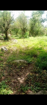 Property for sale in rakkar dharamshala