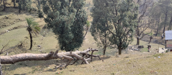 new land for sale in naddi dharamshala Himachal pradesh