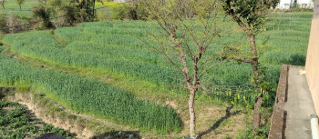 Commercial Lands /Inst. Land for Sale in Tang Narwana, Dharamshala (140 Marla)