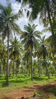 Agricultural/Farm Land for Sale in Virattipathu, Madurai (25 Cent)