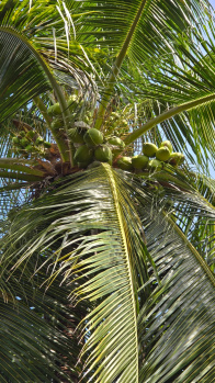 Property for sale in Virattipathu, Madurai