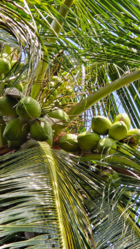 Agricultural/Farm Land for Sale in Kalavasal, Madurai (1 Cent)