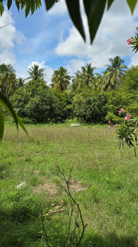 Agricultural/Farm Land for Sale in Kalavasal, Madurai (50 Cent)