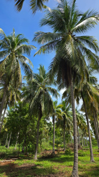 Agricultural/Farm Land for Sale in Kalavasal, Madurai (21800 Sq.ft.)