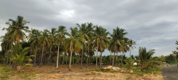 Agricultural/Farm Land for Sale in Achampathu, Madurai (10900 Sq.ft.)