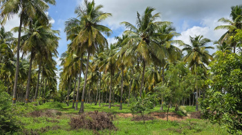 Residential Plot for Sale in Virattipathu, Madurai (13977 Sq.ft.)