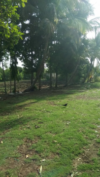 Agricultural/Farm Land For Sale In Barela, Jabalpur (23 Acre)
