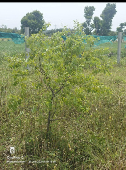 Property for sale in Pulipakkam, Chengalpattu