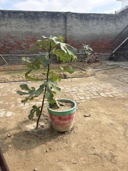 Residential Plot For Sale In Azad Nagar, Hisar (253 Sq. Yards)