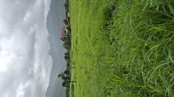 Agricultural/Farm Land for Sale in Karjat, Raigad (16 Guntha)