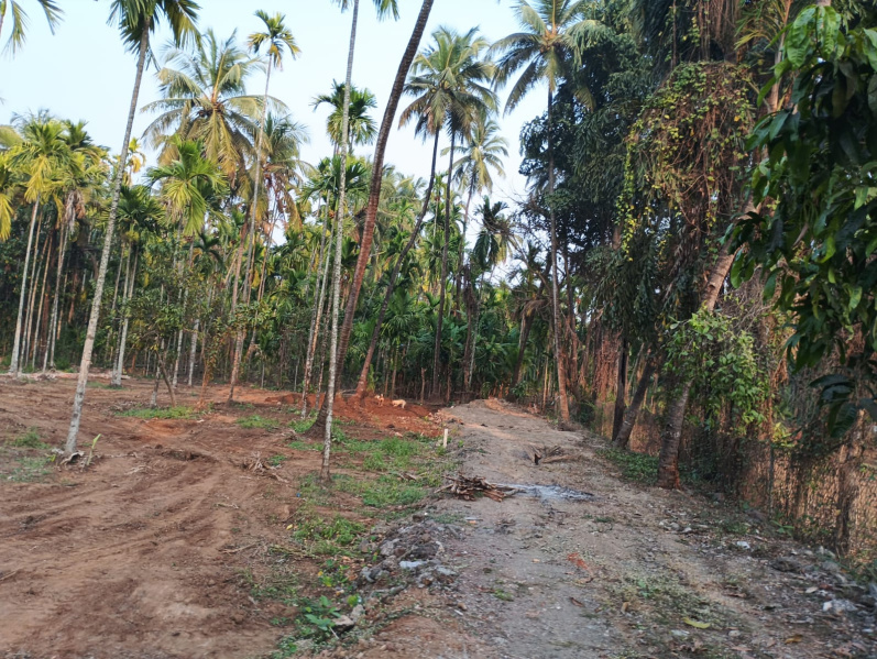 Residential Plot for Sale in Murud, Raigad (1000 Sq.ft.)