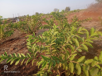 Property for sale in Kamthana, Bidar