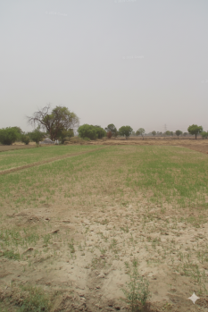 Agriculture farmland in Hamidpur village