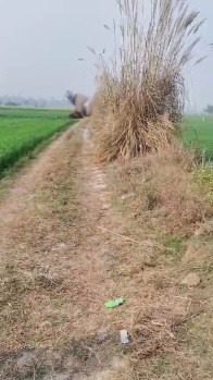 Agricultural/Farm Land for Sale in Matanhail, Jhajjar (8 Acre)