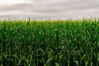 Agricultural/Farm Land for Sale in Sohna Road, Faridabad (10 Acre)