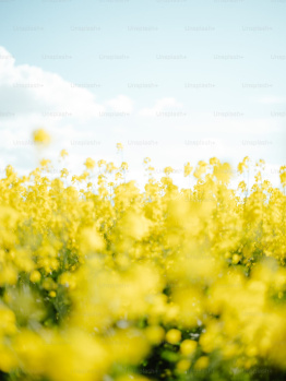 AGRICULTURE LAND FOR SALE SOHNA ROAD AREA FARIDABAD