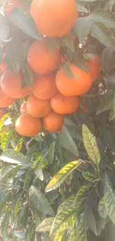 Property for sale in Kalanwali, Sirsa