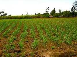 600 Acre Farm Land For Sale at Alibag